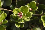 5du23426 - Arctostaphylos uva-ursi