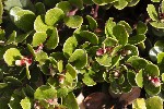 5du23447 - Arctostaphylos uva-ursi