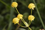 5du23452 - Bupleurum ranunculoides
