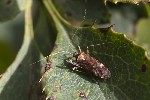 5du23461 - Phytocoris ulmi