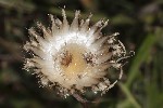 5du23475 - Centaurea scabiosa