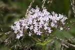 5du23484 - Valeriana officinalis