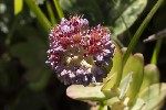 5du23570 - Hylotelephium anacampseros