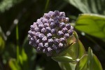 5du23575 - Hylotelephium anacampseros