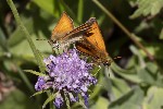 5du23605 - Ochlodes sylvanus