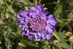 5du23694 - Scabiosa lucida