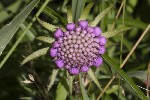 5du23697 - Scabiosa lucida