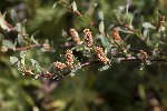 5du23716 - Salix repens