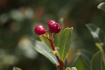 5du23719 - Eura collactanea