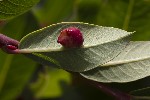 5du23727 - Eura collactanea