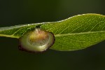 5du23733 - Eura collactanea