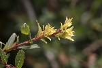 5du23741 - Salix repens
