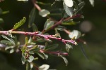 5du23752 - Salix repens