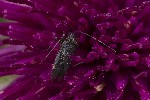 5du23758 - Closterotomus fulvomaculatus