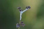 5du23781 - Podosphaera filipendulae