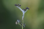 5du23788 - Podosphaera filipendulae