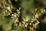 5du23804 - Filipendula ulmaria