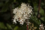 5du23809 - Filipendula ulmaria