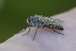 5du23832 - Thereva plebeja