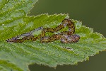 5du23834 - Agromyza filipendulae