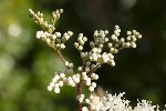 5du23844 - Filipendula ulmaria
