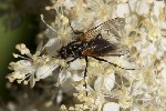5du23852 - Thricops nigrifrons