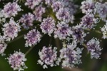 5du23871 - Angelica sylvestris
