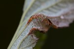 Raveneliaceae (3 pictures)
