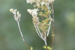 5du23921 - Podosphaera filipendulae