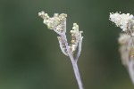 5du23922 - Podosphaera filipendulae