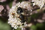 5du24011 - Eristalis rupium