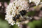 5du24014 - Eristalis rupium