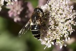 5du24023 - Eristalis rupium