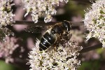 5du24032 - Eristalis rupium