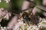 5du24045 - Eristalis rupium