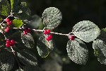 5du24063 - Lonicera xylosteum