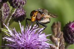 5du24086 - Volucella inflata