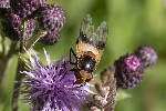 5du24092 - Volucella inflata