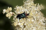 5du24148 - Gaurotes virginea