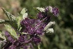 5du24155 - Arctium minus