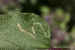 5du24166 - Phytomyza lappae