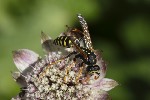 5du24257 - Polistes dominula