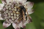 5du24314 - Polistes biglumis