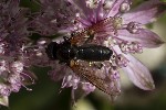 05/08/2025 - 5du24355 - Bessans (73480)