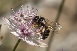 5du24395 - Gorytes schlettereri