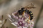 5du24409 - Gorytes schlettereri