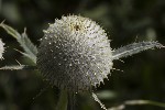 5du24482 - Cirsium eriophorum