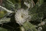 5du24491 - Cirsium eriophorum