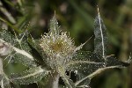 5du24500 - Cirsium eriophorum