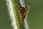 5du24520 - Xyphosia miliaria